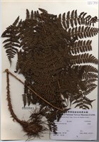 藏品(柄囊蕨)的圖片